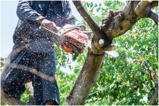 tree services Mooresburg